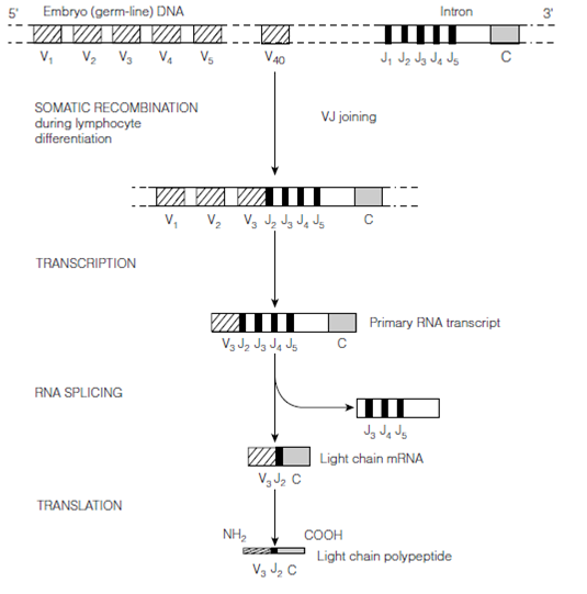 2060_Recombination of heavy chain genes 1.png